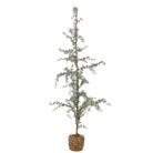 Kerstboom Vita Groot
